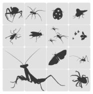 Insects N2