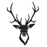 Deer head isolated