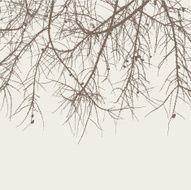 branches of a fir tree