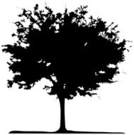 Acacia tree Vector N2
