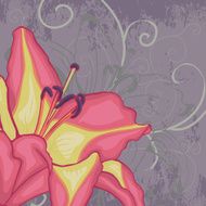pink lily on a gray background