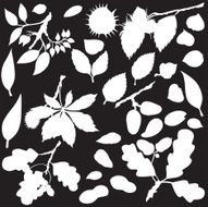 Vector silhouette of various nuts N2