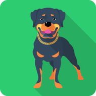 dog Rottweiler icon flat design