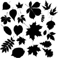 Leaves N90