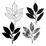 Set of laurel branches isolated on white background