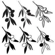 Set of olive branch isolated on white background