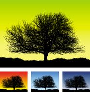 Large old detailed tree silhouette