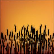 Wheat Field at Sunset