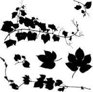 Grape Leaves N6