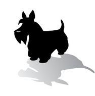 Scottish terrier