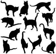 cats N64
