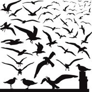 Birds N92