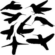 Hummingbirds