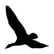 Snow Goose Flying Silhouette