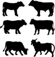 Cow breed silhouette collection