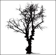Haunted tree