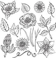 vector silhouette with different flowers