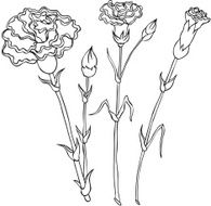 vector silhouette with flowers asters