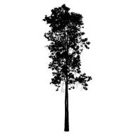 tree silhouette N42
