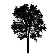 tree silhouette N43