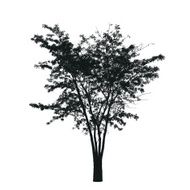 tree silhouette N44