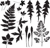 leaves from the forest floor 2