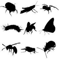 Insects Bugs and Spiders