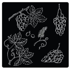 vector illustration silhouettes of grapes
