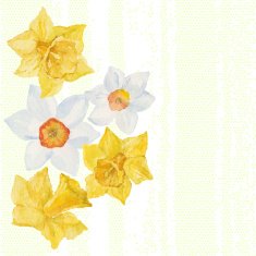 Greeting card or invitation with spring flowers narcissus