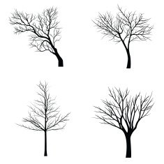 Trees with dead branch N103 free image download