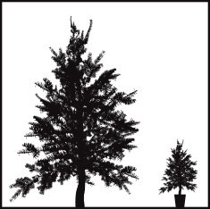 Xmastree silhouette