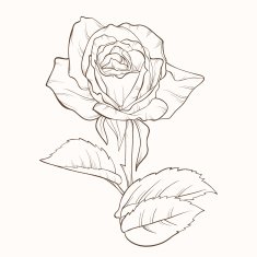 Hand drawn rose flower N2