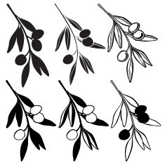 Set of olive branch isolated on white background