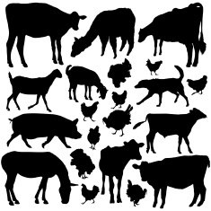 Farm Animals N54