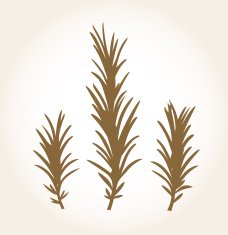 Retro stylized rosemary stub isolated on white