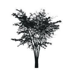 tree silhouette N44