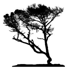 Pine Tree Vector N4