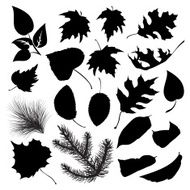 Leaf Silhouettes