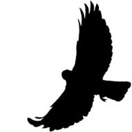 Bird Flying Silhouette 07