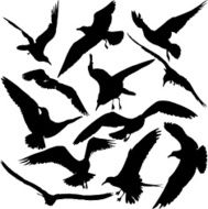 Bird Silhouette Set