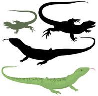 Lizard N18