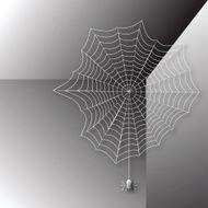 Spider in the web N2