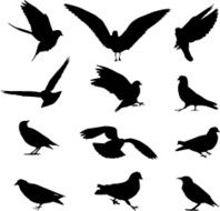 Birds silhouettes N7