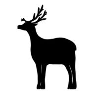 reindeer isolated on white background