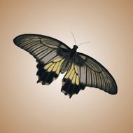 one isolated colorful simple vector butterfly eps10