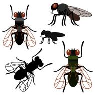 Fly N5