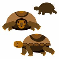 Turtle N17