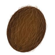 coconut isolated on white vector