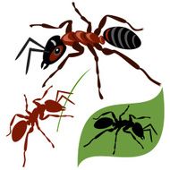 ant N5