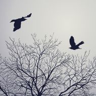 Crows N4